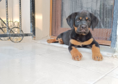 A Kalite Rottweiler yavru